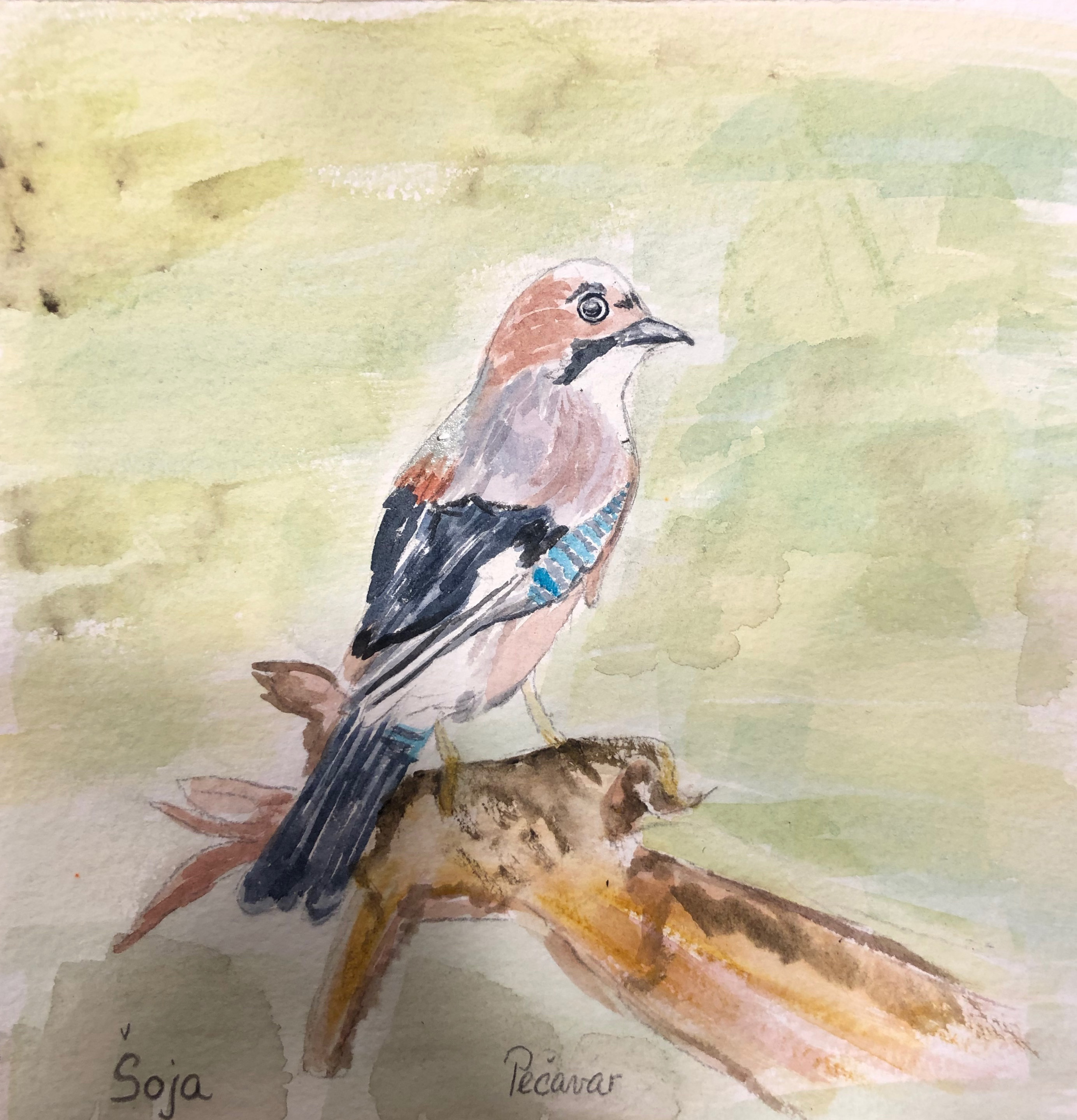 Avtorica: Jožica Pečavar